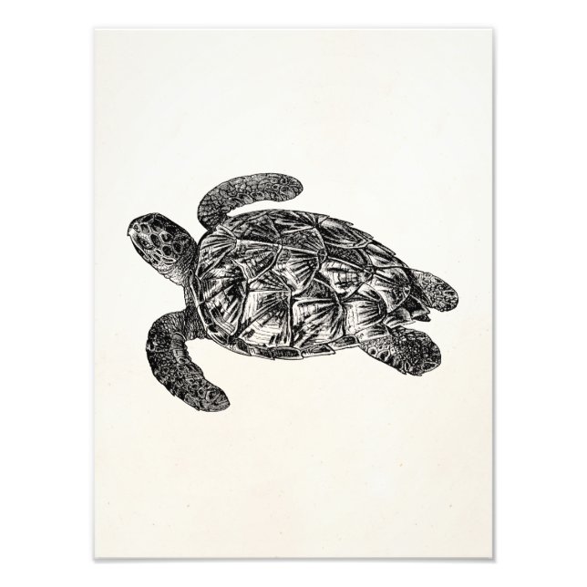 Vintage Imbricated Sea Turtle - Turtles Template Fototryck (Framsidan)
