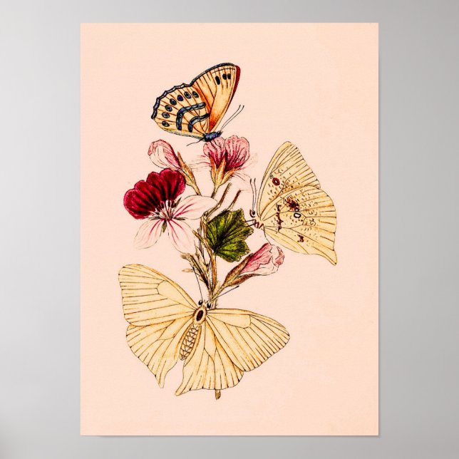  Vintage India Butterflies  Poster (Framsidan)