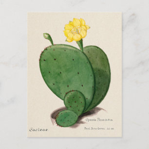 Vintage Indian Fig Opuntia Cactus Illustration Vykort