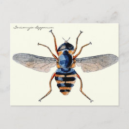 Vintage Insekter flygvetenskaplig entomologi Vykort