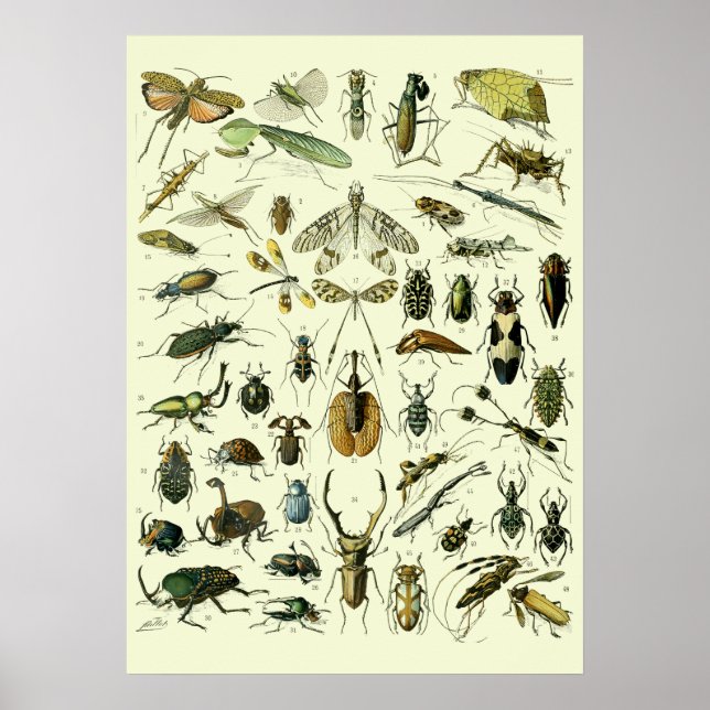 Vintage Insekter Poster (Framsidan)