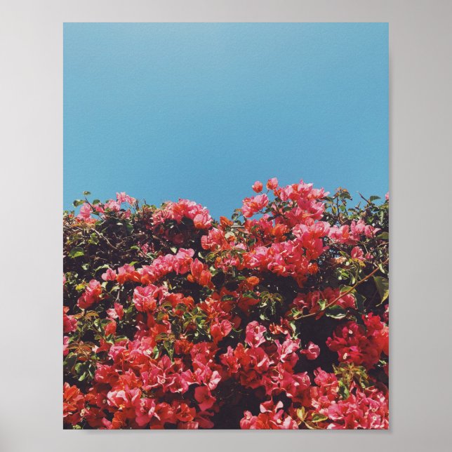 Vintage Inspired Bougainvillea Flowers California Poster (Framsidan)