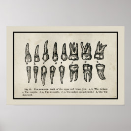 Vintage Inspired Diagram of Teeth Tooth Chart Poster