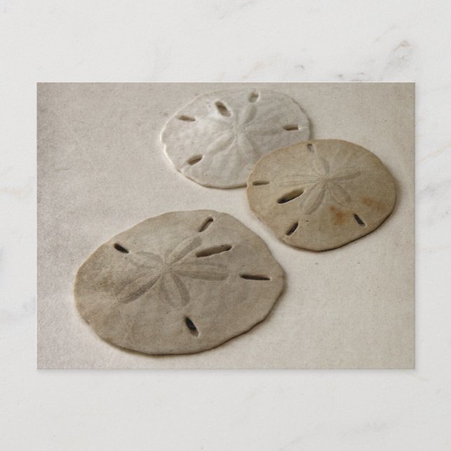 Vintage Inspired Sand Dollars Vykort (Framsida)