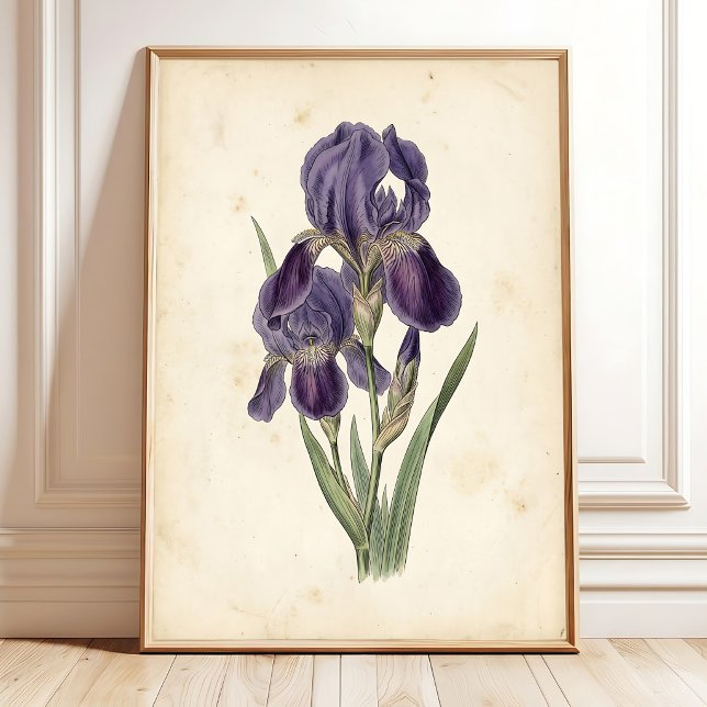 Vintage Iris Boho Canvastryck Poster (Skapare uppladdad)