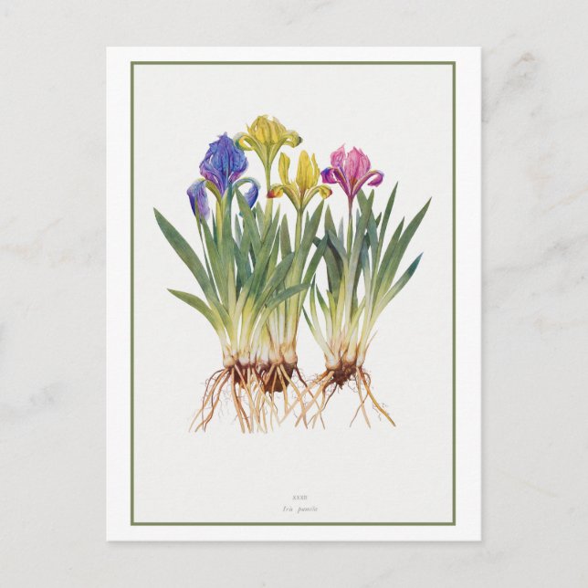 Vintage Iris Botanical Illustration Vykort (Framsida)