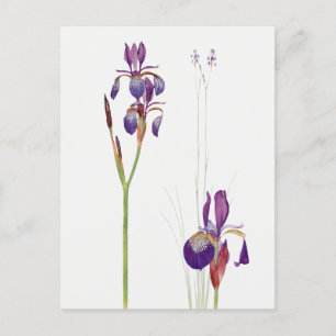 Vintage Iris Flower vycard Vykort