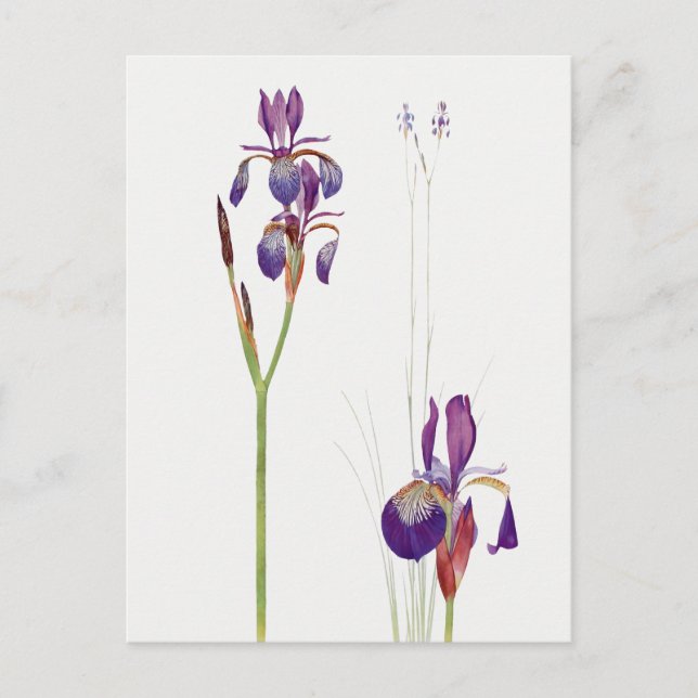 Vintage Iris Flower vycard Vykort (Framsida)
