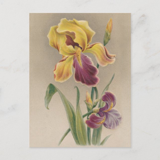 Vintage Iris Flower Vykort (Framsida)