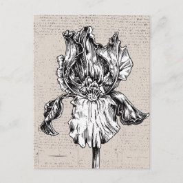 Vintage Iris Teckning Vykort