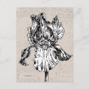 Vintage Iris Teckning Vykort