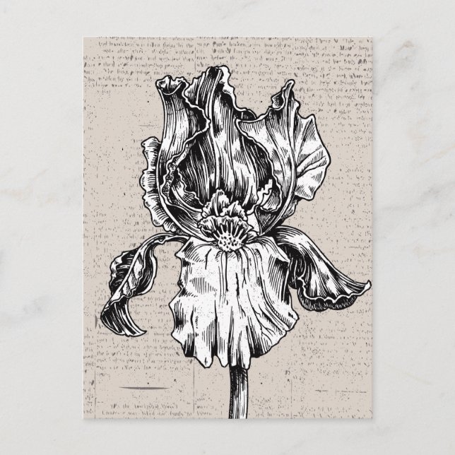 Vintage Iris Teckning Vykort (Framsida)