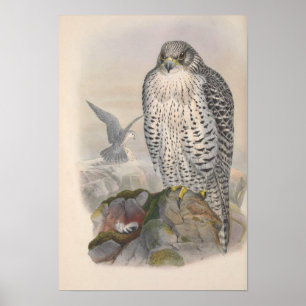Vintage Island Falcon Bird Poster