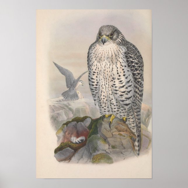 Vintage Island Falcon Bird Poster (Framsidan)