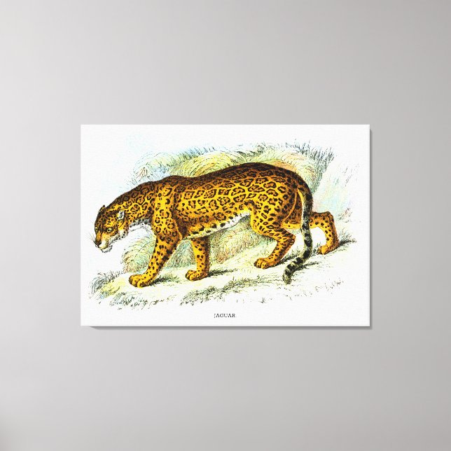Vintage Jaguar Animal Illustration Canvastryck (Framsida)