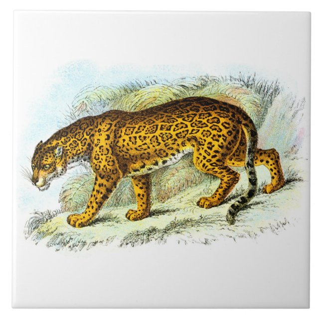 Vintage Jaguar Animal Illustration Kakelplatta (Framsidan)