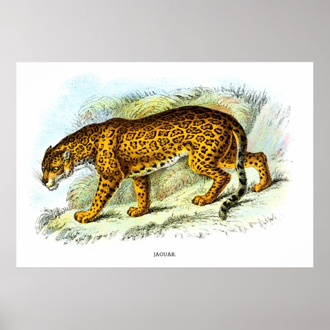 Vintage Jaguar Animal Illustration Poster (Framsidan)