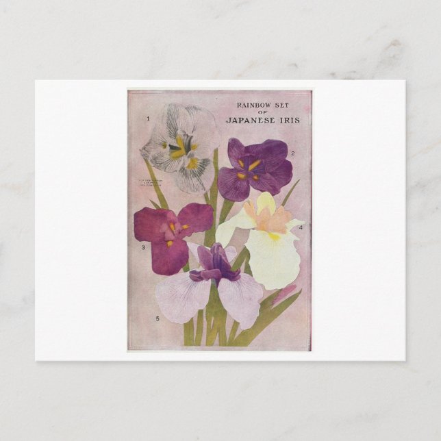 VINTAGE ’JAPANESE IRIS’ POSTCARD VYKORT (Framsida)