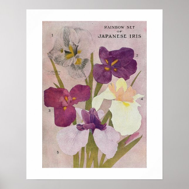 VINTAGE "JAPANESE IRIS" POSTER FLÖDE (Framsidan)