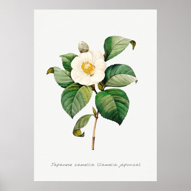 Vintage Japansk Camellia Botanical Illustration Poster (Framsidan)