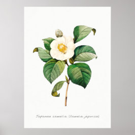 Vintage Japansk Camellia Botanical Illustration Poster