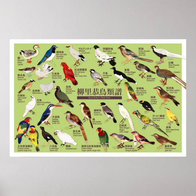 Vintage Japansk fågelatlas Illustration Poster (Framsidan)