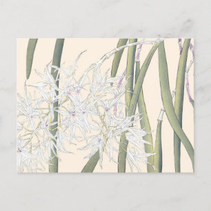 Vintage Japansk White Spider Orchid Art Vykort