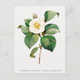 Vintage Japanska Camellia Botanical Vykort