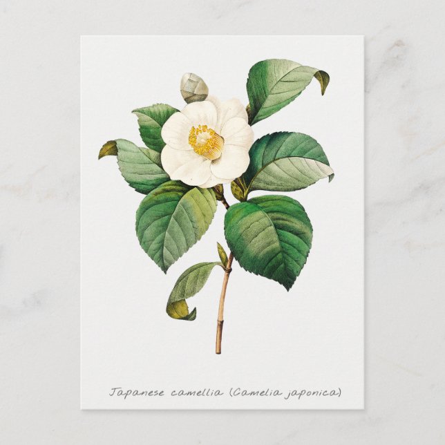 Vintage Japanska Camellia Botanical Vykort (Framsida)