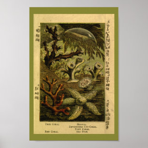 Vintage Jelly Fish Medusa Starfish Coral Art Print Poster