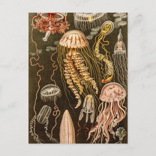 Vintage Jellyfish Antique Jelly Fish Illustration Vykort (Framsida)
