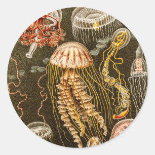 Vintage Jellyfish Antique Jelly Fish Template Runt Klistermärke