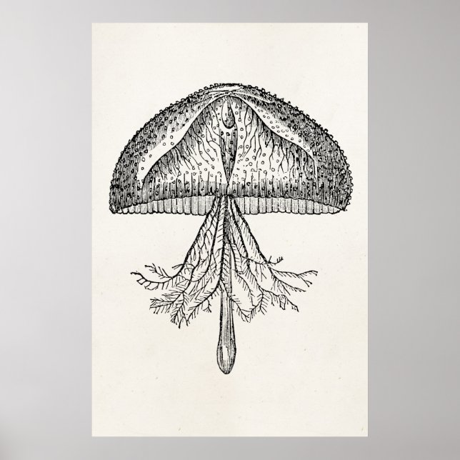 Vintage Jellyfish Antique Jellyfish Template Poster (Framsidan)