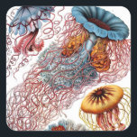 Vintage Jellyfish by Ernst Haeckel, Discomedusae Fyrkantigt Klistermärke<br><div class="desc">Ernst Haeckels vintage illustrerar marinens biologi. Ett stort antal färgade jellyfiskdjur som simmar i havets vatten. Geléfisk är fria simmande vattenlevande djur med en paraplyform och långa efterföljande tentakler. De finns i alla oceaner och i sötvatten i sjöar och floder.</div>