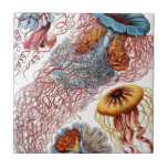 Vintage Jellyfish by Ernst Haeckel, Discomedusae Kakelplatta<br><div class="desc">Snygg bricka för att hjälpa till att dekorera ditt hem. Lägg till ett trä ram för att göra en trivet eller lägg till i en presentlåda för den personen speciell. Ernst Haeckels vintage illustrerar marinens biologi. Ett stort antal färgade jellyfiskdjur som simmar i havets vatten. Geléfisk är fria simmande vattenlevande...</div>