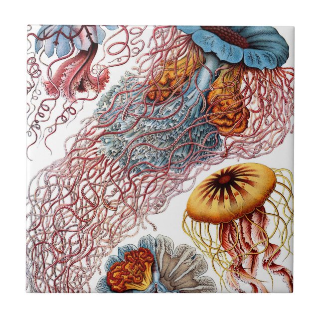 Vintage Jellyfish by Ernst Haeckel, Discomedusae Kakelplatta (Framsidan)