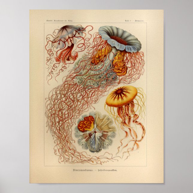 Vintage Jellyfish Färg Ernst Haeckel Print Poster (Framsidan)