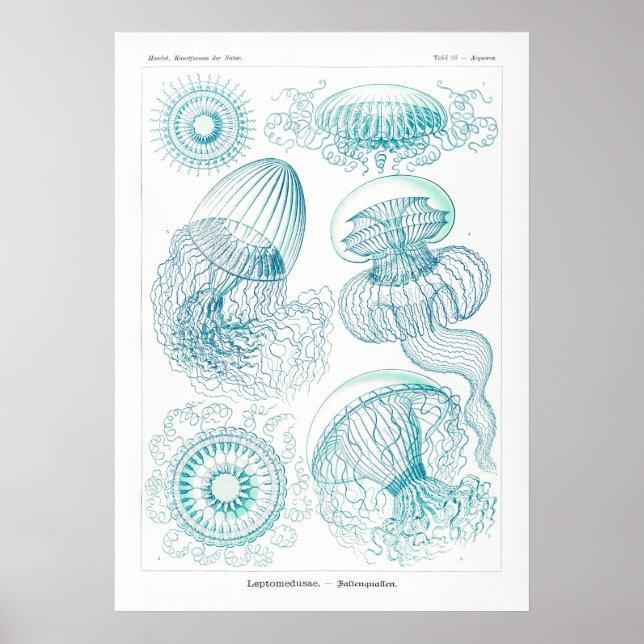 Vintage Jellyfish Illustration Poster (Framsidan)