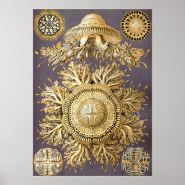 Vintage Jellyfish Illustration Poster
