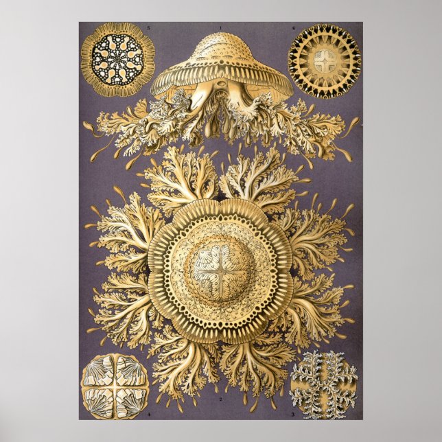 Vintage Jellyfish Illustration Poster (Framsidan)