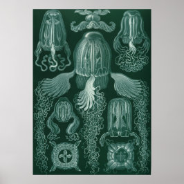 Vintage Jellyfish Illustration Poster