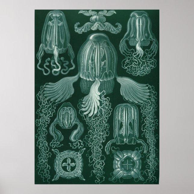 Vintage Jellyfish Illustration Poster (Framsidan)