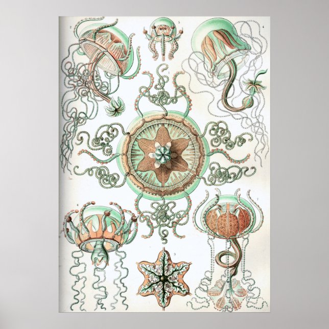 Vintage Jellyfish Illustration Poster (Framsidan)