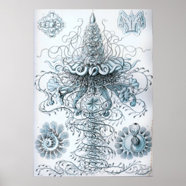 Vintage Jellyfish Illustration Poster (Framsidan)