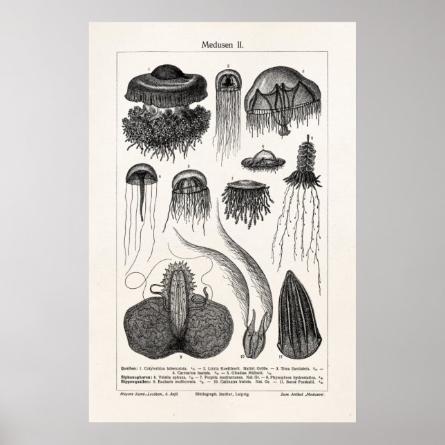 Vintage Jellyfish Species Retro Sea Jelly Fish Poster (Framsidan)
