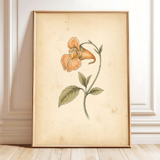 Vintage Jewelweed Blomma Konst Inramad Poster