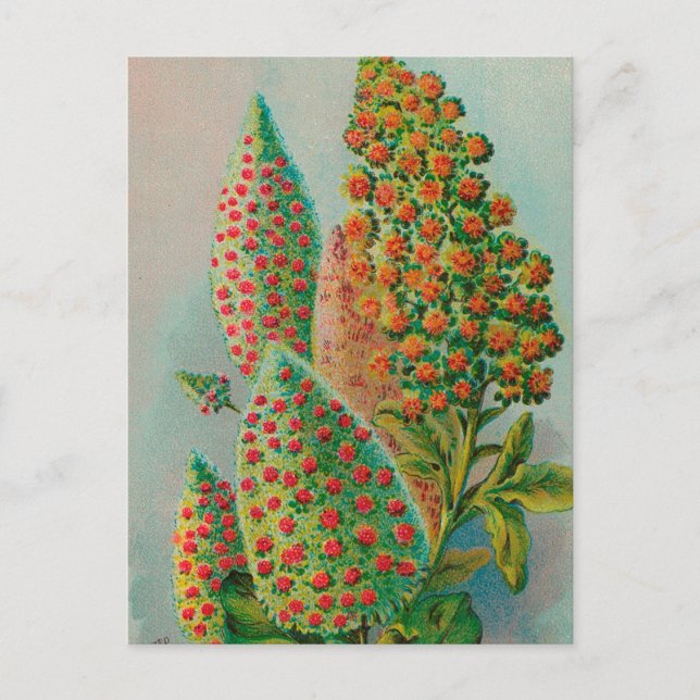 Vintage: Jordbruksreklam - Vykort (Framsida)