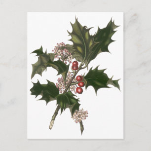Vintage jul, grönt järnekväxter med bär helg vykort