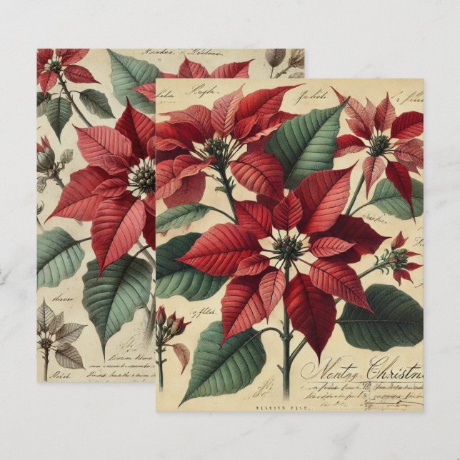 Vintage jul Poinsettia Botaniskt skrapbok (Fram/baksida)