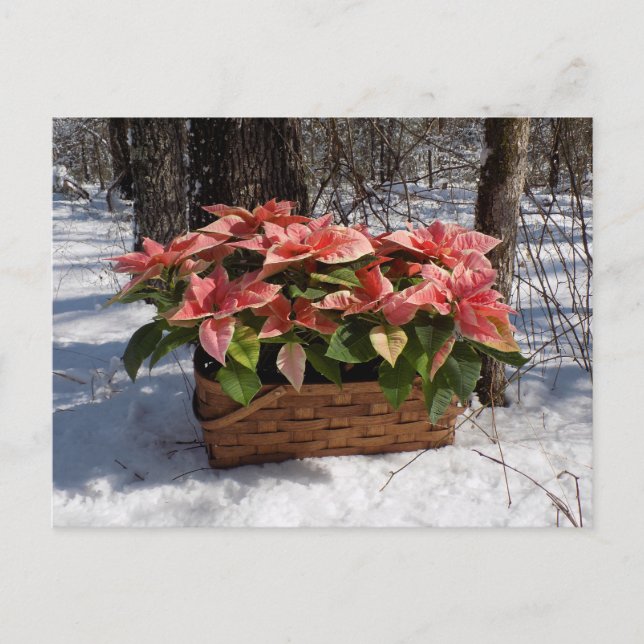 Vintage jul Poinsettias Vykort (Framsida)
